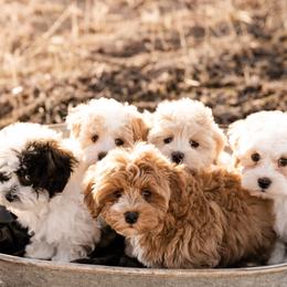 Goldendoodle, Havanese, and Havapoo Puppies from Lady Paws Puppies