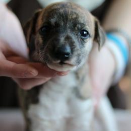Rosetta - Fawn brindle female Whippet puppy in Robesonia, Pennsylvania from Rogue Mountain Manor