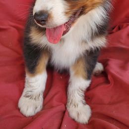 Australian Shepherd Puppies from Invictus Farms