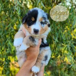 Bogart - The Gentleman - Blue merle male Australian Shepherd puppy in Pittsville, Wisconsin from Match Dot Pup