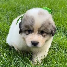 Mr Green - White and badger male Great Pyrenees puppy in Idaho from Portneuf Range Pyrenees