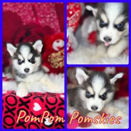 Pomsky Puppies from Pom Pom Pomskies