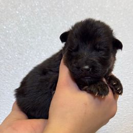 Nebula - Black and red female German Shepherd puppy in Warwick, Rhode Island from Karma Kennels
