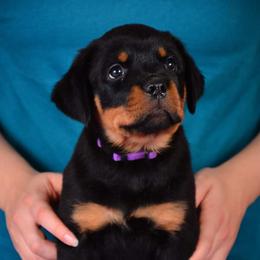 Rottweiler Puppies from Galaxia Rottweilers