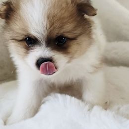 Theodore - Black and tan parti male Pomeranian puppy in Cleveland, Tennessee from Deborah's Darlings