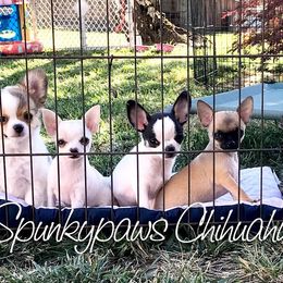 Chihuahua Puppies from Spunkypaws Chihuahuas