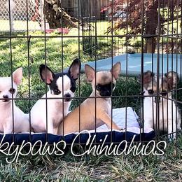 Chihuahua Puppies from Spunkypaws Chihuahuas