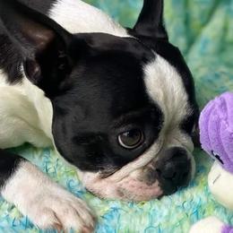 Boston Terriers from Pistol Annie’s Boston