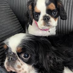 English Toy Spaniels from Arete English Toy Spaniels