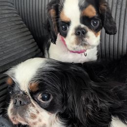 English Toy Spaniels from Arete English Toy Spaniels