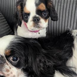 English Toy Spaniels from Arete English Toy Spaniels