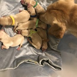 Labrador Retriever Puppies from Sycamore Kennels