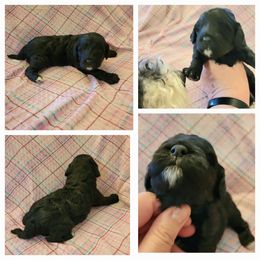 Cavapoo Puppies from Maggie's Cavapoo Puppies