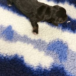 Sebastian - Black and tan male Dachshund puppy in Sacramento, California from Valentina's mini  AKC Dachshunds