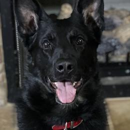 German Shepherds from RHS