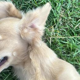 Dachshunds from Magnolia Kennels