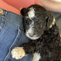 Bernedoodle Puppies from Northern NY Bernedoodles