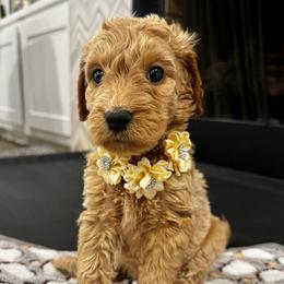 Funshine Bear - Apricot female Goldendoodle puppy in Camden, North Carolina from Oopsie Doodles of NC
