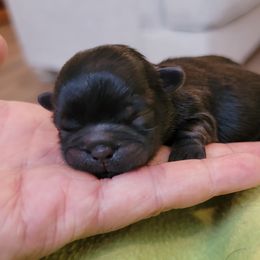 Shih Tzu Puppies from Chimera Shih Tzu