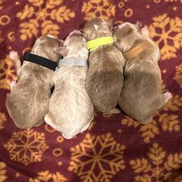 Goldendoodle puppies from Southern Bred Pups