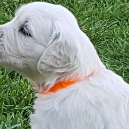 Golden Retrievers from Trusted Goldens