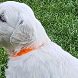 Golden Retrievers from Trusted Goldens