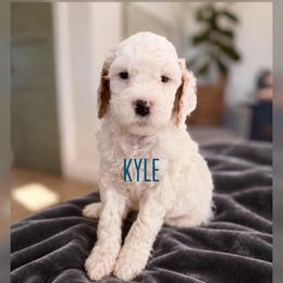 Kyle - Red  male Goldendoodle puppy in Glendale, Arizona from Follow Your Bliss Doodles