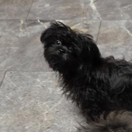 Midwest Mini Goofy - Black male Mi-Ki puppy in Clearwater, Kansas from Midwest Mini Mi-kis
