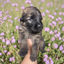 Ambrosia - Sable female German Shepherd puppy in Oakland, Oregon from VHM German Shepherds