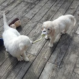 Golden Retrievers from CK English Goldens