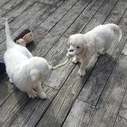 Golden Retrievers from CK English Goldens