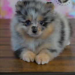 Bruno - Blue merle male Pomeranian puppy in Fultonville, New York from Sandy Aussies & Pomeranians
