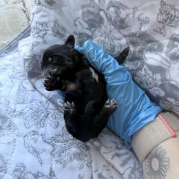 Willow - Black and tan female Dachshund puppy in Fort Worth, Texas from The Holloway Dachshunds