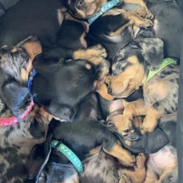 Dachshund Puppies from Camacho_Dachshunds