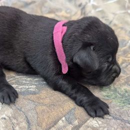 Girl 2 - Labrador Retriever puppy from Patton's Triple Pine Farm