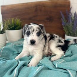 Malibu - White and blue merle female Bordoodle puppy in Valley Center, California from Circle R Valley Bordoodls
