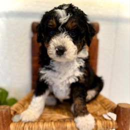 Rowen - Tri-color male Bernedoodle puppy in Bremen, Indiana from Farmland Doodles