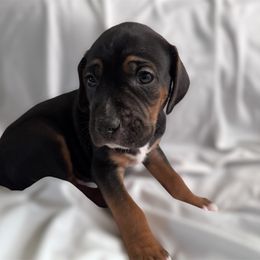 Catahoula Leopard Dog Puppies from Cottonwood Creek Catahoula’s