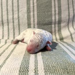 Winter - White female Poodle puppy in Quitman, Mississippi from P&D Palace