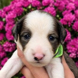 Willie-Male 2 - Blue merle male Aussiedoodle puppy in Mouth Of Wilson, Virginia from Holly Ridge Aussies, Aussiedoodles & Corgis