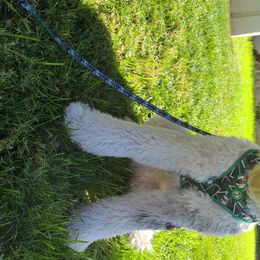 Aussiedoodles, Bernedoodles, Goldendoodles, and Sheepadoodles from Rainbow SoCal Doodles
