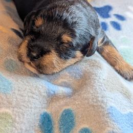 Boy 2 - Black male Schnoodle puppy in Holmesville, Ohio from Pawsome Puppies