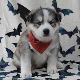 Orange - Gray and white male Siberian Husky puppy in York, Pennsylvania from Spalla Pups
