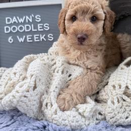 Brown - Apricot male Goldendoodle puppy in Mc Cutchenville, Ohio from Dawn's Doodles