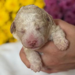 Daisy - White female Lagotto Romagnolo puppy in Micanopy, Florida from Fortuna Farms