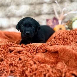 Juniper - Black female Labrador Retriever puppy in Sweet Home, Oregon from Knotty Creek Labradors