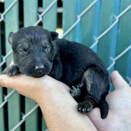 Diablo - White boy - Bi-color male German Shepherd puppy in Oakley, California from Von Guadachi German Shepherds & Audacity Border Collies