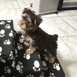 Lucky AKC - Chocolate and tan male Yorkshire Terrier puppy in Labelle, Florida from Chocolate and Parti Yorkies in Florida