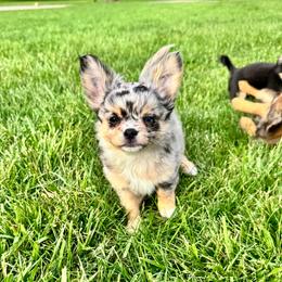 Ben - Blue merle male Chihuahua puppy in Dayton, Ohio from Petite Pups Chihuahuas