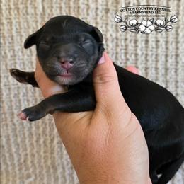Boy 4 - Black tri-color male Aussiedoodle puppy in Vinemont, Alabama from Cotton Country Kennels